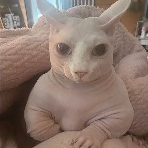 Meet your Posher, Cat